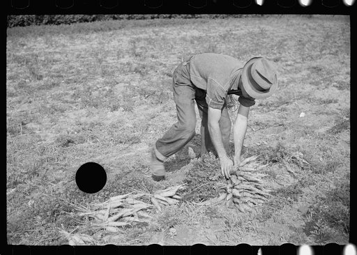 Untitled photo, possibly related to: Tying carrots in bunches, Camden County, New Jersey