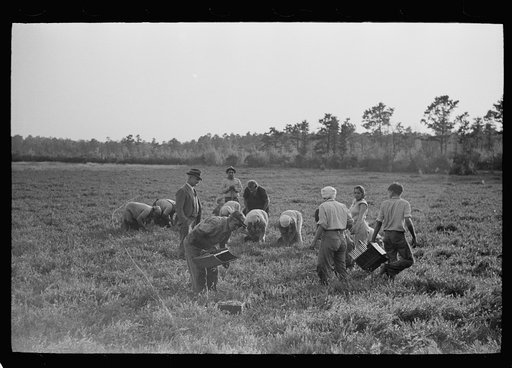 Untitled photo, possibly related to: Cranberry pickers in bog, Burlington County, New Jersey