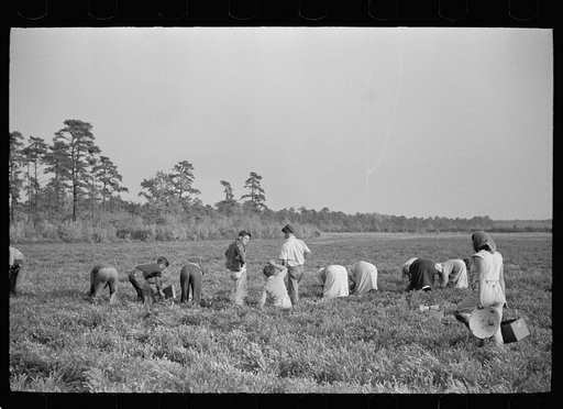 Untitled photo, possibly related to: Cranberry pickers in bog, Burlington County, New Jersey