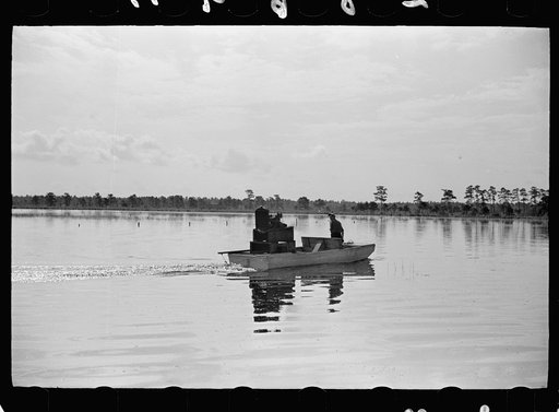 Untitled photo, possibly related to: Cranberry picker, Burlington County, New Jersey