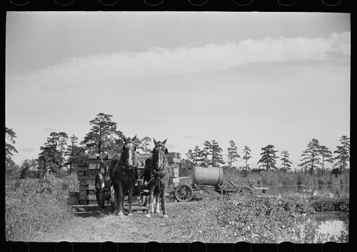 Untitled photo, possibly related to: Wagon for transporting the cranberries from bog to sorting house, Burlington County, New Jersey