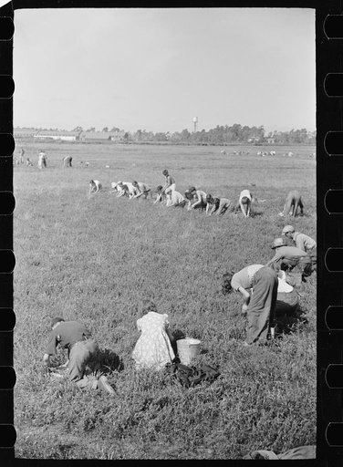 Untitled photo, possibly related to: Cranberry pickers in bog, Burlington County, New Jersey