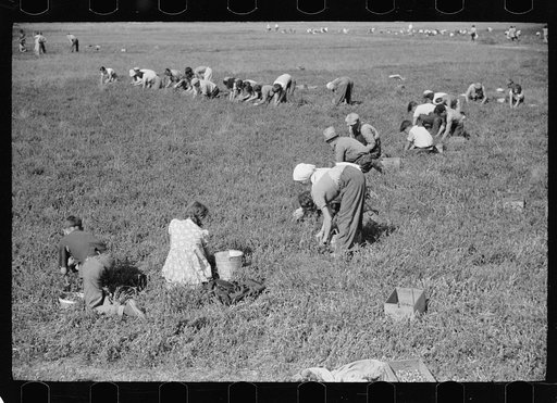 Cranberry pickers in bog, Burlington County, New Jersey