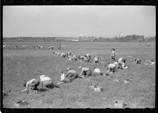Cranberry pickers in bog. Three-fourths of these workers are children. Most of the pickers are Italian families from So. Philadelphia. The head of the family is the only one who gets paid. Burlington County, New Jersey