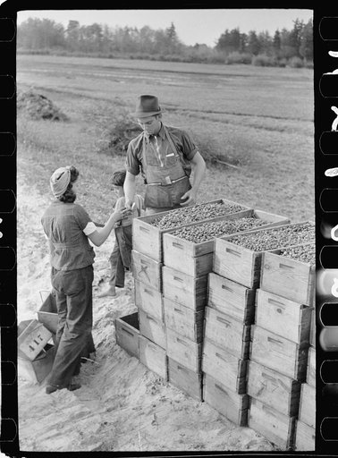 Girl at cranberry checking station, Burlington County, New Jersey