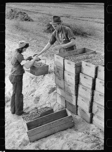 Girl bringing in load of cranberries, Burlington County, New Jersey