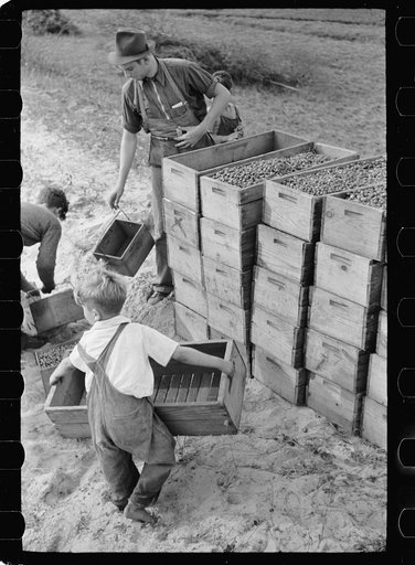 Child labor, cranberry bog, Burlington County, New Jersey