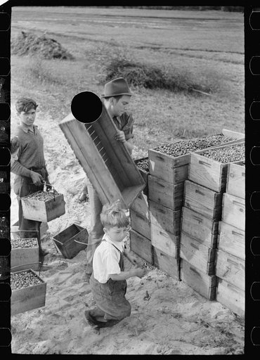 Untitled photo, possibly related to: Child labor, cranberry bog, Burlington County, New Jersey