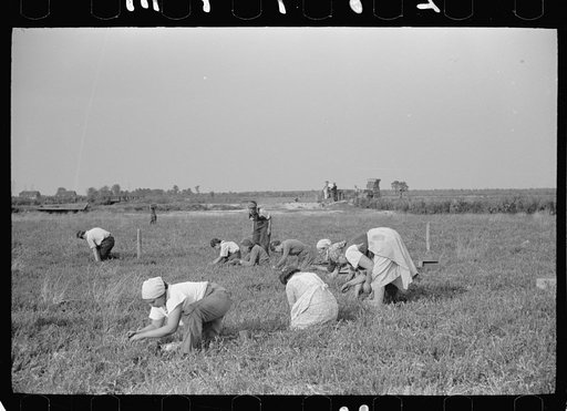 Untitled photo, possibly related to: Cranberry pickers, Burlington County, New Jersey