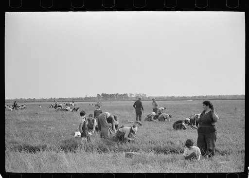 Untitled photo, possibly related to: Cranberry pickers, Burlington County, New Jersey
