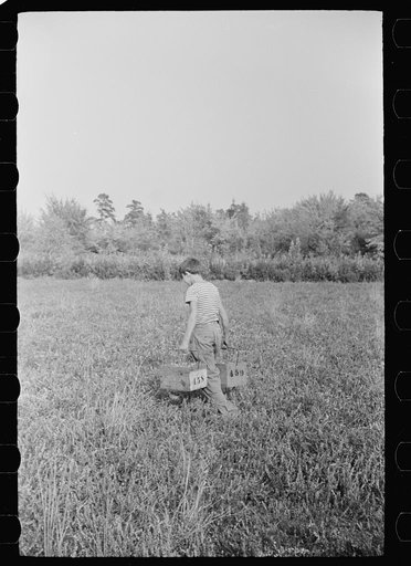 Untitled photo, possibly related to: Child labor, cranberry bog, Burlington County, New Jersey