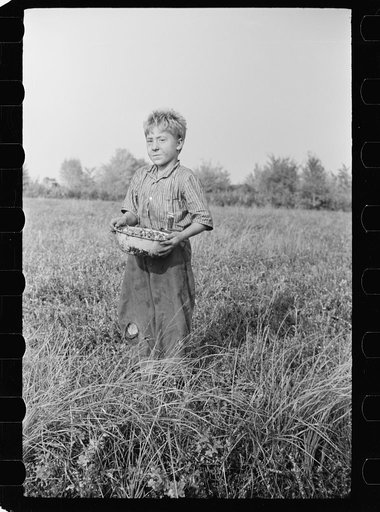 Child labor, cranberry bog, Burlington County, New Jersey