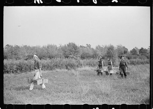Untitled photo, possibly related to: Cranberry pickers, Burlington County, New Jersey