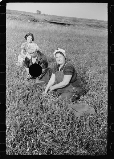 Untitled photo, possibly related to: Woman picking cranberries, Burlington County, New Jersey