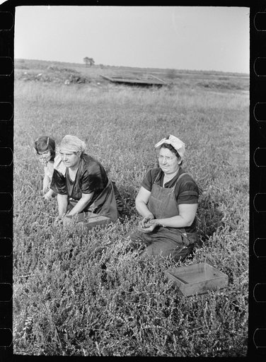 Woman picking cranberries, Burlington County, New Jersey