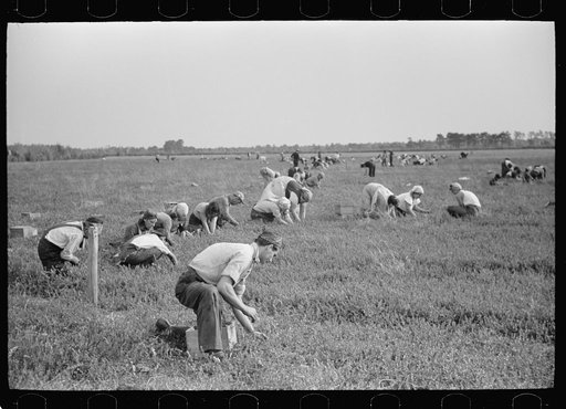 Untitled photo, possibly related to: Cranberry pickers, Burlington County, New Jersey