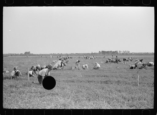 Untitled photo, possibly related to: Cranberry pickers, Burlington County, New Jersey