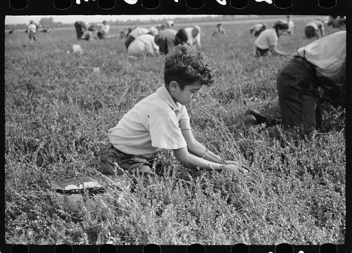 Boy picking cranberries, Burlington County, New Jersey