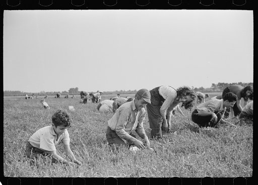Untitled photo, possibly related to: Child labor, cranberry bog, Burlington County, New Jersey