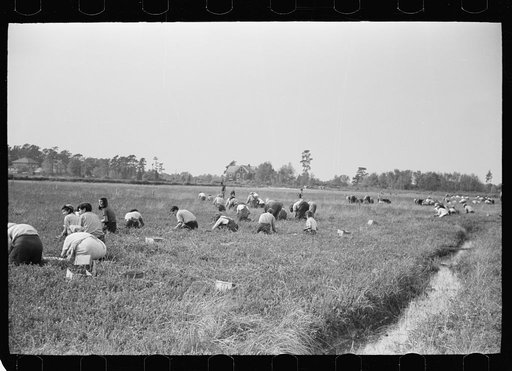 Untitled photo, possibly related to: Child labor, cranberry bog, Burlington County, New Jersey