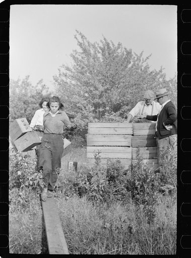 Untitled photo, possibly related to: Owner of cranberry bog, Burlington County, New Jersey