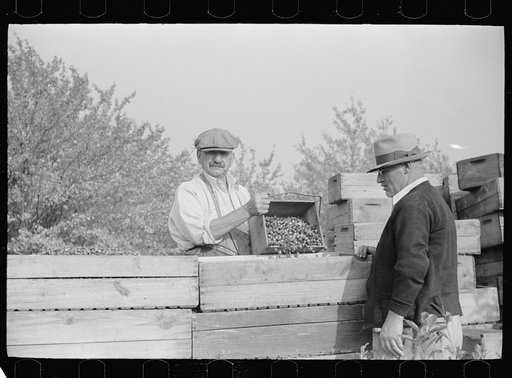 Owner of cranberry bog, Burlington County, New Jersey
