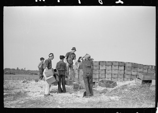 Checking station at cranberry bog, Burlington County, New Jersey