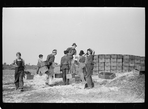 Burlington County, New Jersey. Checking station at a cranberry bog