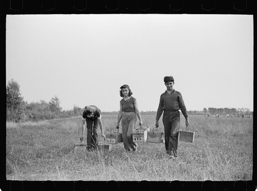Cranberry pickers on way to checking station, Burlington County, New Jersey