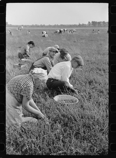 Untitled photo, possibly related to: Cranberry pickers, Burlington County, New Jersey