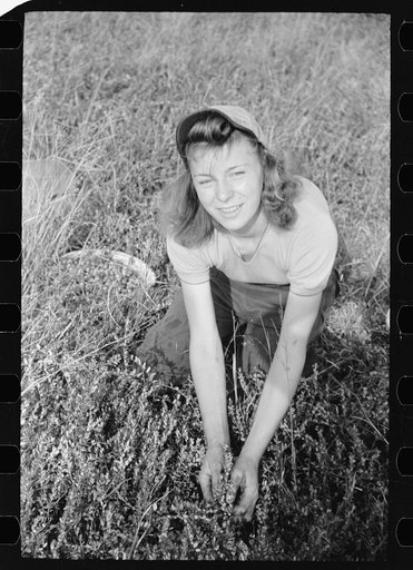 Girl picking cranberries, Burlington County, New Jersey