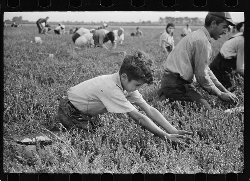 Untitled photo, possibly related to: Child labor, cranberry bog, Burlington County, New Jersey