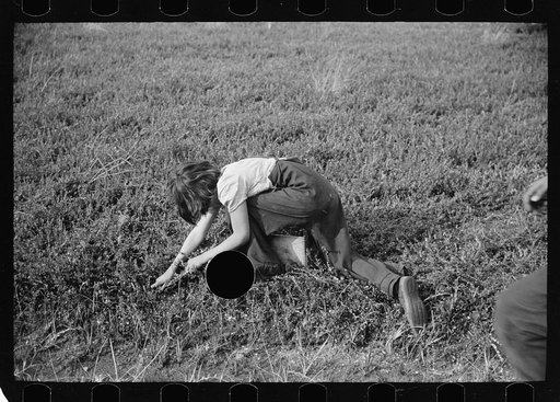 Untitled photo, possibly related to: Child labor in cranberry bog, Burlington County, New Jersey
