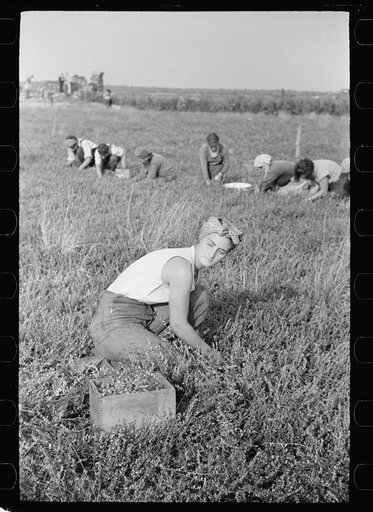 Woman picking cranberries, Burlington County, New Jersey