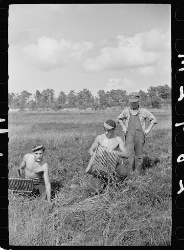 Cranberry scoopers with padrone (labor contractor) supervising their work, Burlington County, New Jersey