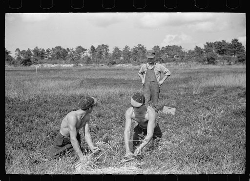 Padrone (labor contractor) directing cranberry scoopers, Burlington County, New Jersey