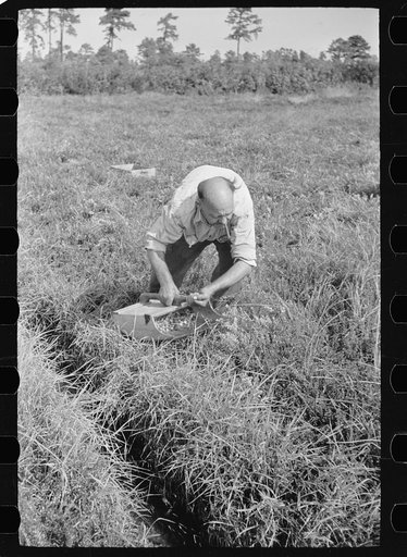 Man scooping cranberries, Burlington County, New Jersey