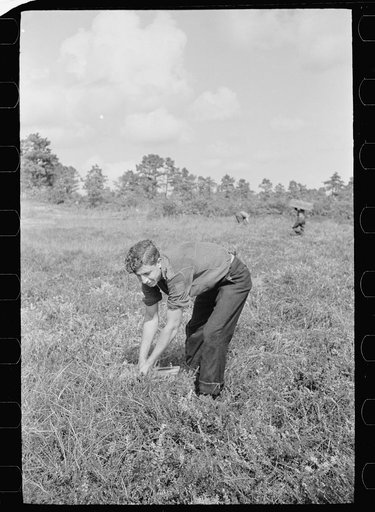Untitled photo, possibly related to: Man with cranberry scoop, Burlington County, New Jersey
