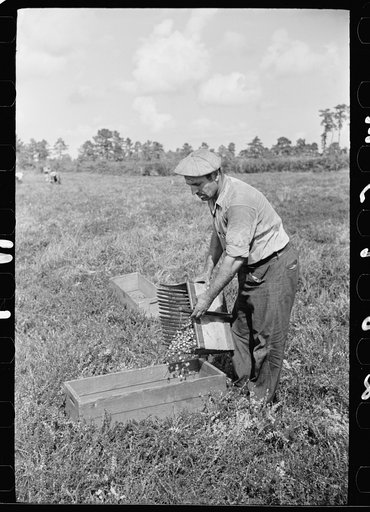 Cranberry scooper emptying the contents of scoop, Burlington County, New Jersey