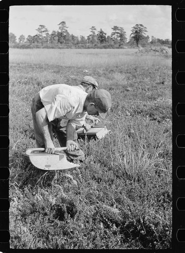 Men scooping cranberries, Burlington County, New Jersey