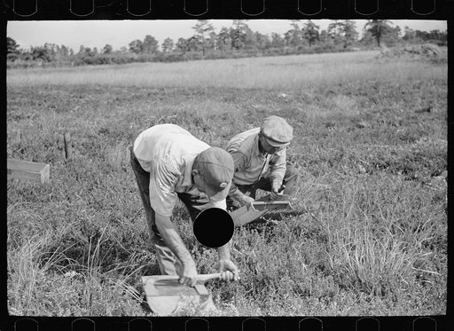 Untitled photo, possibly related to: Men scooping cranberries, Burlington County, New Jersey
