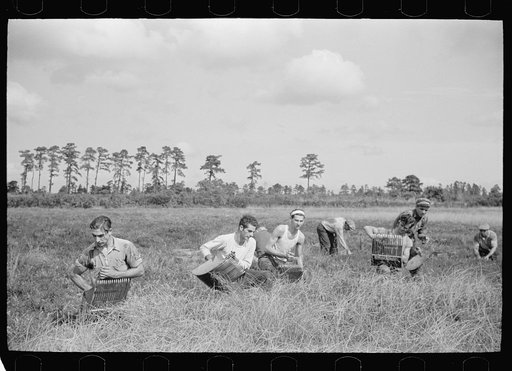 Untitled photo, possibly related to: Men scooping cranberries, Burlington County, New Jersey