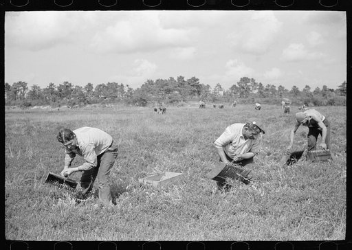 Men scooping cranberries. This method of gathering cranberries is used only when haste is necessary, and the boys have older vines. Burlington County, New Jersey