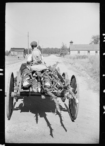 Resident of "Eighty Acres" with load of firewood, Glassboro, New Jersey