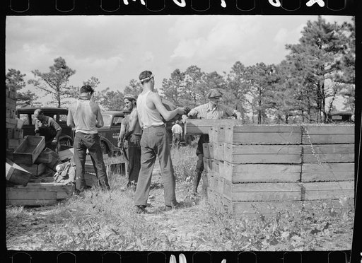 Untitled photo, possibly related to: Migratory worker with load of cranberries, Burlington County, New Jersey