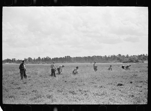 Untitled photo, possibly related to: Men scooping cranberries. This method of gathering cranberries is used only when haste is necessary, and the boys have older vines. Burlington County, New Jersey