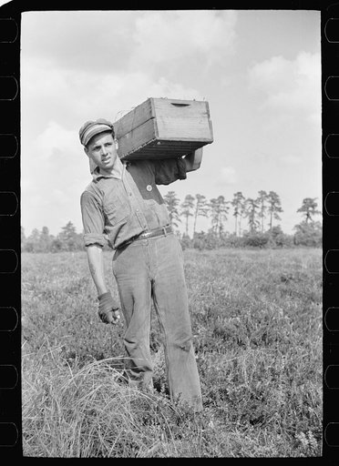 Migratory worker with load of cranberries, Burlington County, New Jersey