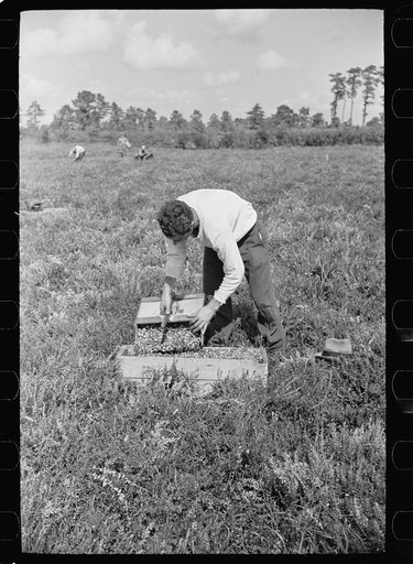 Untitled photo, possibly related to: Migratory worker with load of cranberries, Burlington County, New Jersey