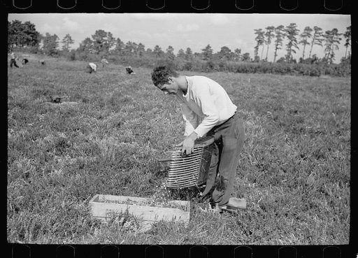 Untitled photo, possibly related to: Migratory worker with load of cranberries, Burlington County, New Jersey