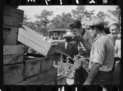 Cranberry scoopers drinking from the top of a mild car, Burlington County, New Jersey
